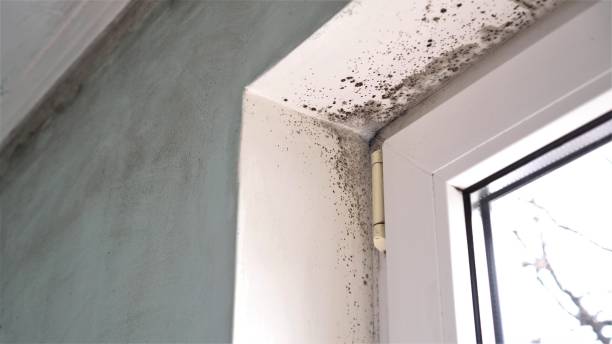 Mcswain, CA Mold Removal Company